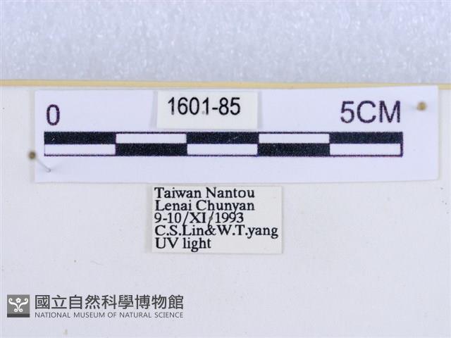 閃光苔蛾藏品圖，第3張