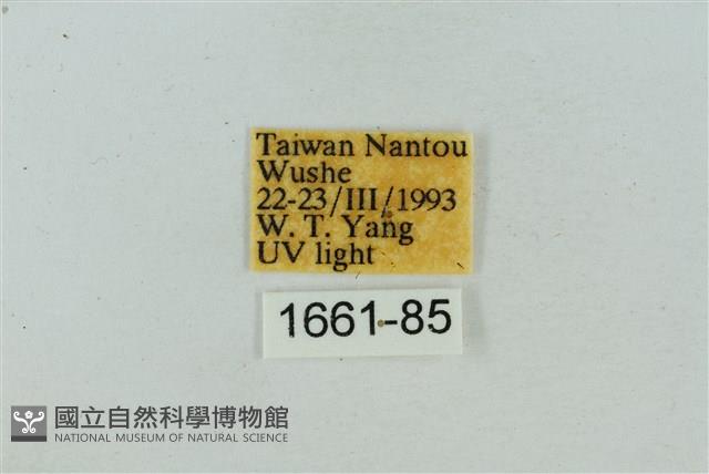 菊池污燈蛾藏品圖，第3張