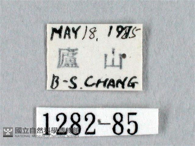 黑胸帶蛾藏品圖，第3張