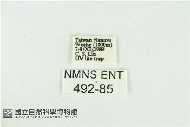 黑翅黃毒蛾藏品圖，第3張