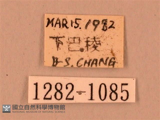 臺灣鋸翅天蛾藏品圖，第3張