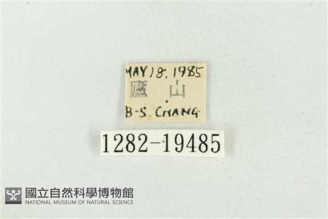 大斑波紋蛾藏品圖，第3張