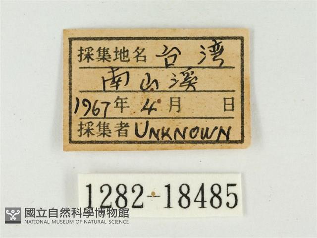 白點褐蜆蝶藏品圖，第3張