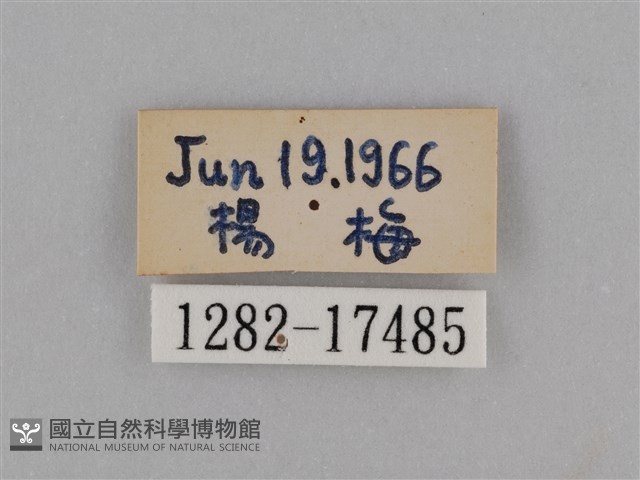 異紋紫斑蝶藏品圖，第3張