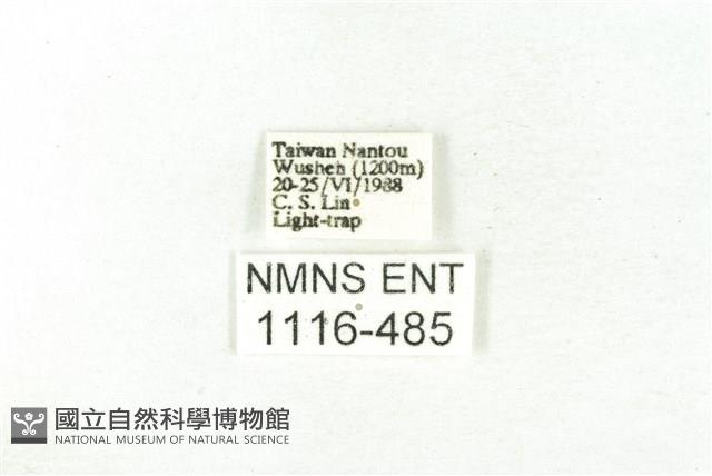 樹形尺蛾藏品圖，第3張