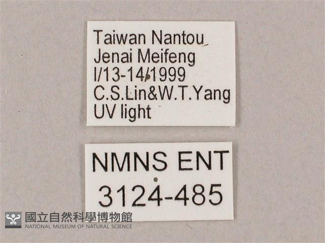 井上氏絨毛天蛾藏品圖，第3張