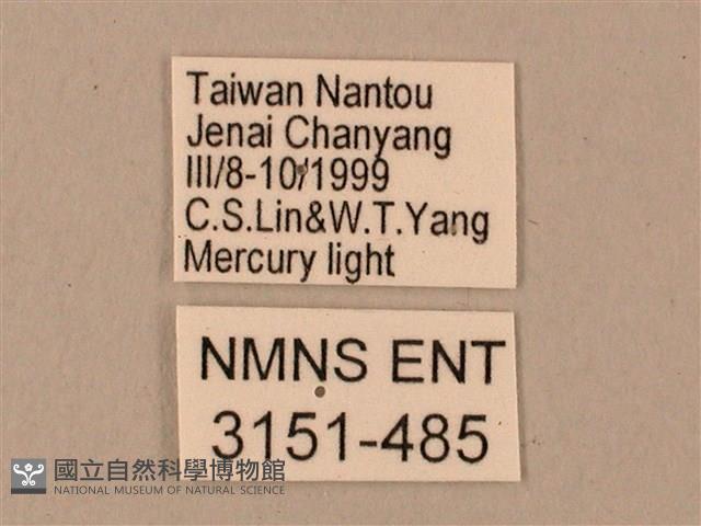 臺灣鋸翅天蛾藏品圖，第3張