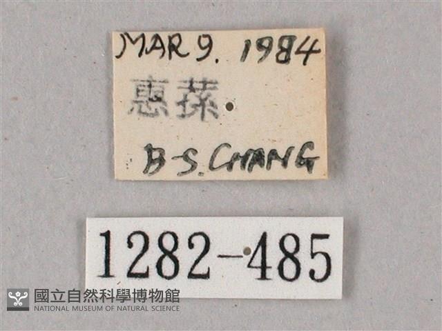 榆綠天蛾藏品圖，第3張