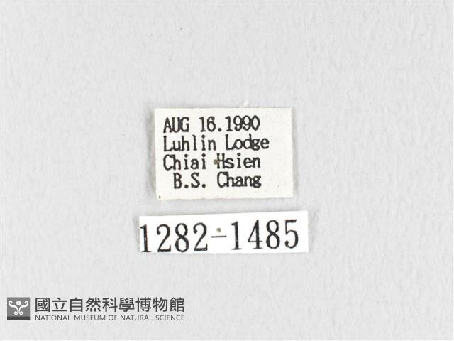 褐斜帶枯葉蛾藏品圖，第2張