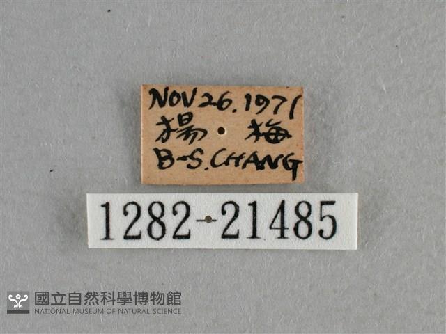 小稻弄蝶藏品圖，第3張