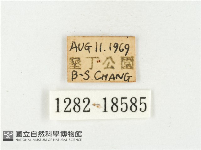 淡色黃蝶藏品圖，第3張