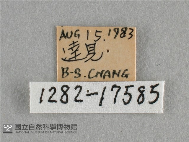 散紋盛蛺蝶藏品圖，第3張