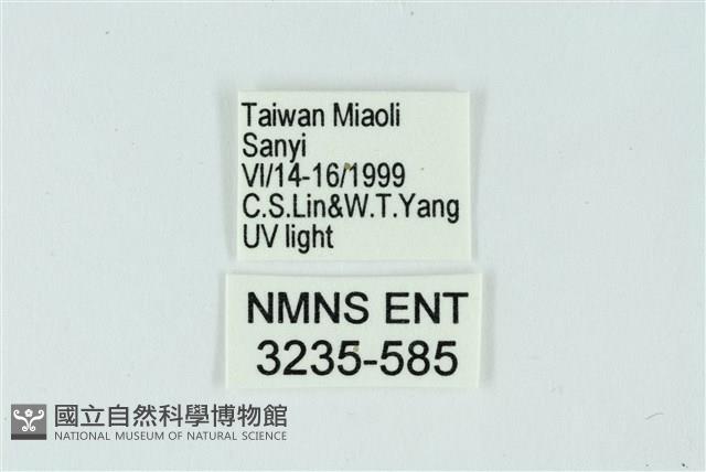 三條橙燈蛾藏品圖，第3張