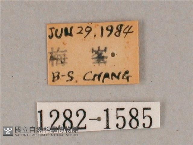 盾天蛾藏品圖，第3張