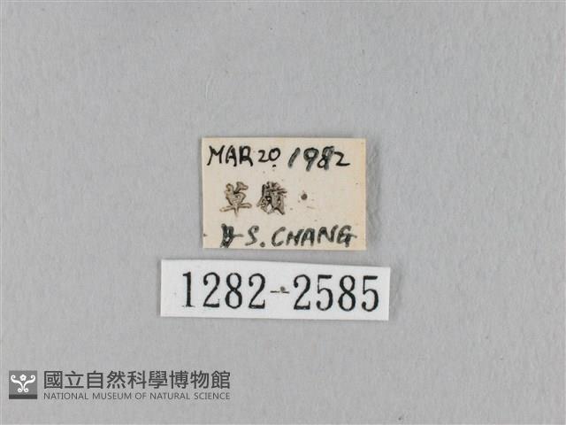 淡紋斜帶枯葉蛾藏品圖，第3張