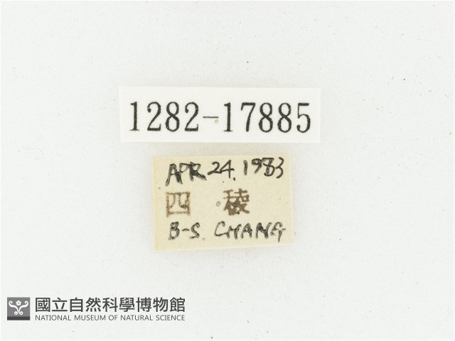 血紅虎斑花金龜藏品圖，第2張