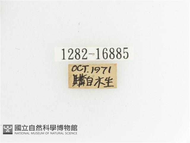 艷金龜藏品圖，第2張