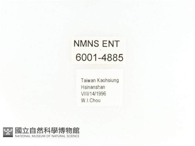 小扇角金龜藏品圖，第2張