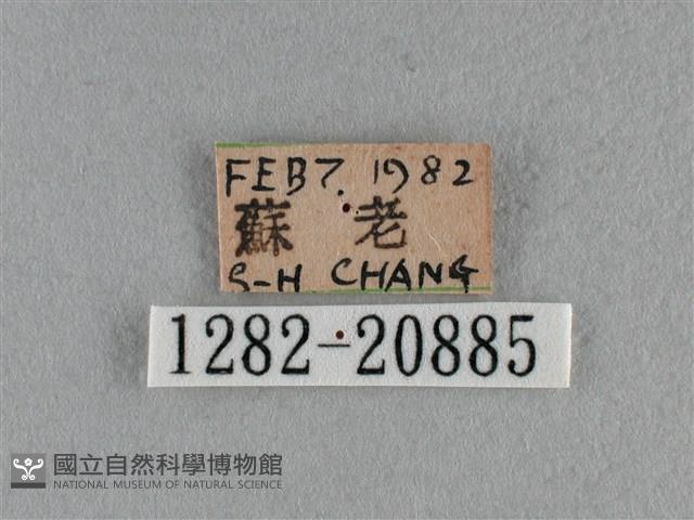 豆波灰蝶藏品圖，第3張