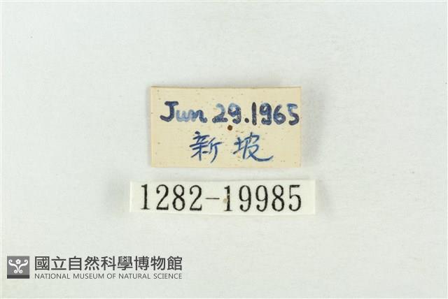 基褐綠刺蛾藏品圖，第3張