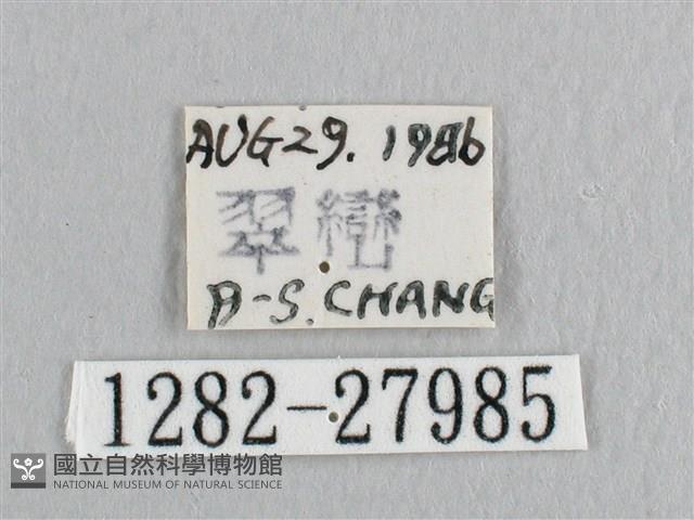 銀斑黃鉤蛾藏品圖，第3張