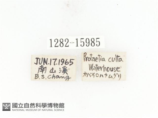 銅點花金龜藏品圖，第2張