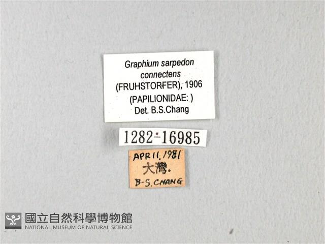 青帶鳳蝶藏品圖，第3張