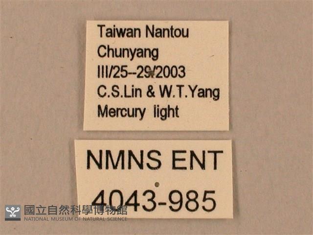 臺灣鋸翅天蛾藏品圖，第3張