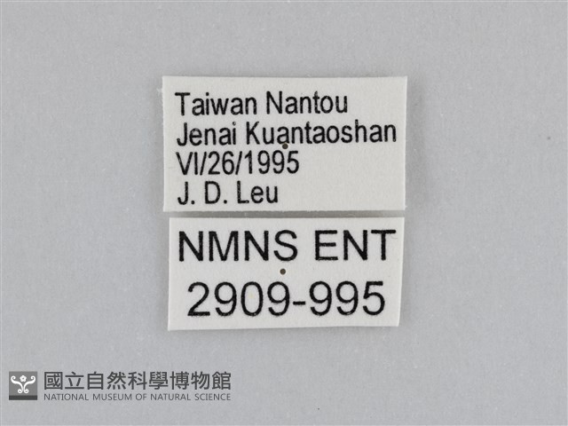 江崎波眼蝶藏品圖，第3張