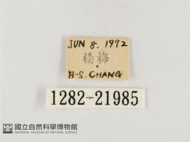 榕透翅毒蛾藏品圖，第3張