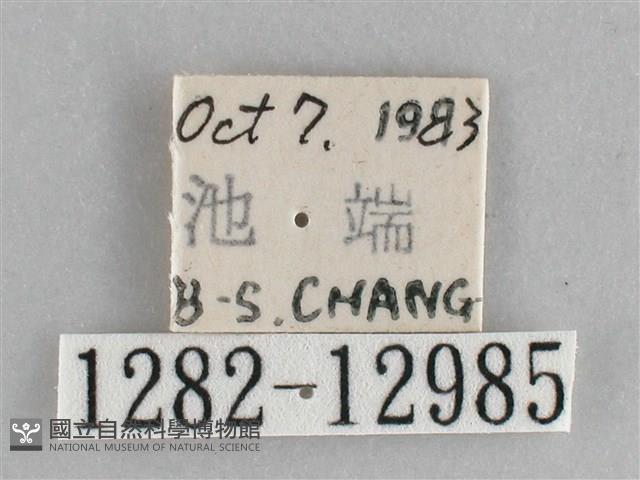 大胡麻斑星尺蛾藏品圖，第3張