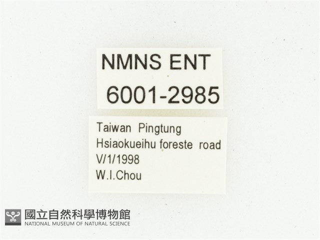 血紅虎斑花金龜藏品圖，第2張