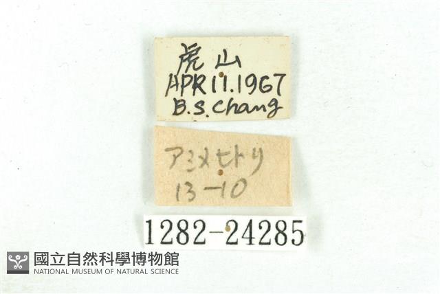 乳白斑燈蛾藏品圖，第3張