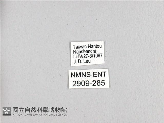斑鳳蝶藏品圖，第3張
