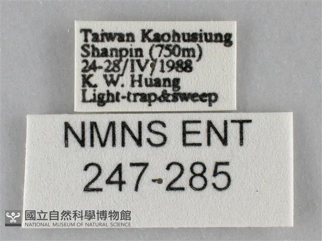 斜紋夜盜蛾藏品圖，第3張