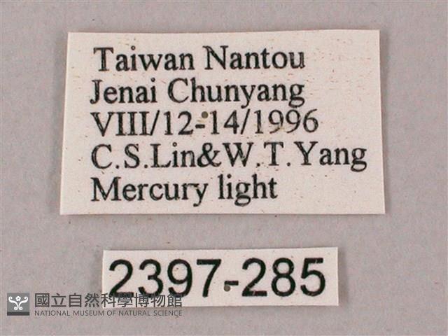 榆綠天蛾藏品圖，第3張