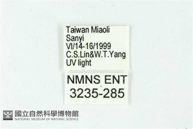 三條橙燈蛾藏品圖，第3張