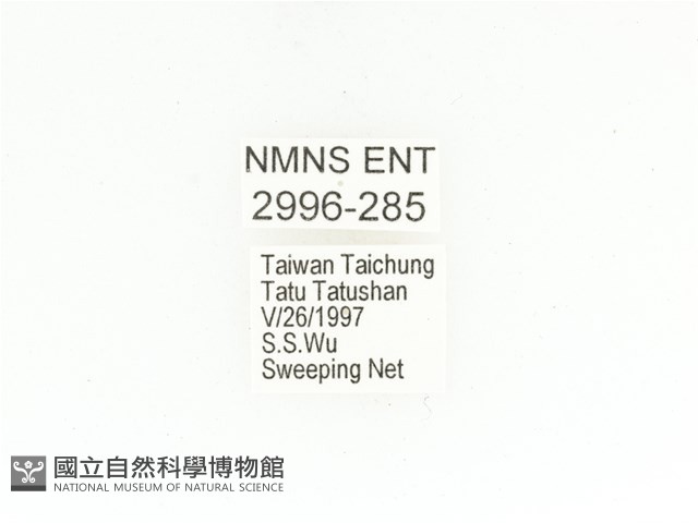 東方白點花金龜藏品圖，第2張
