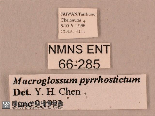 黃斑長喙天蛾藏品圖，第3張