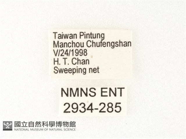 旖斑蝶藏品圖，第3張