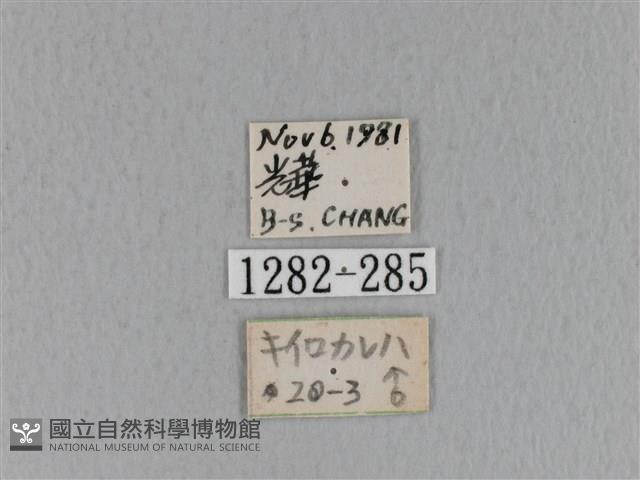 青枯葉蛾藏品圖，第3張