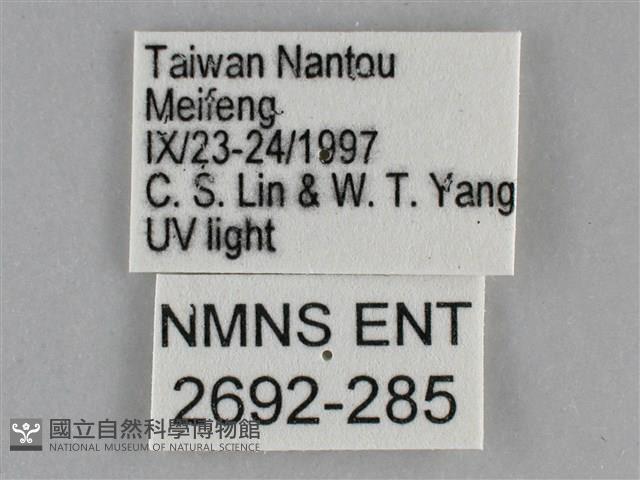 大胡麻斑星尺蛾藏品圖，第3張