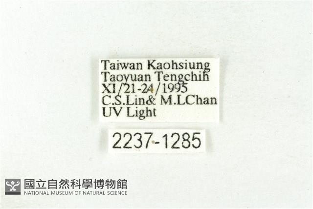 樹形尺蛾藏品圖，第3張