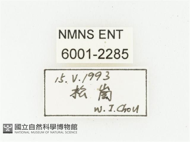 血紅虎斑花金龜藏品圖，第2張