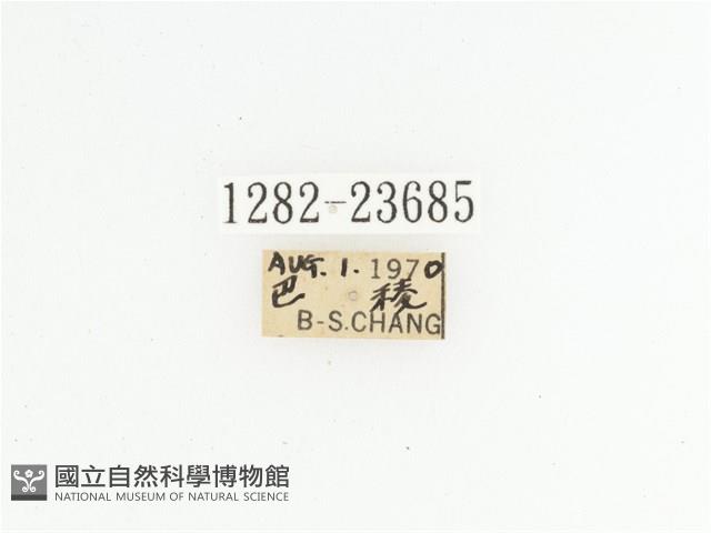 黃斑陷紋金龜藏品圖，第2張