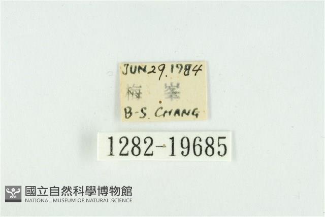 藹環波紋蛾藏品圖，第3張