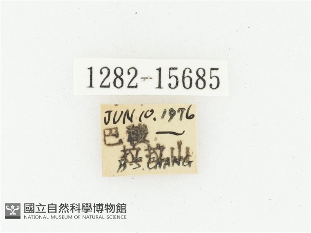 叉斑陷紋金龜藏品圖，第2張