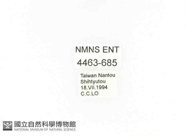 小扇角金龜藏品圖，第2張