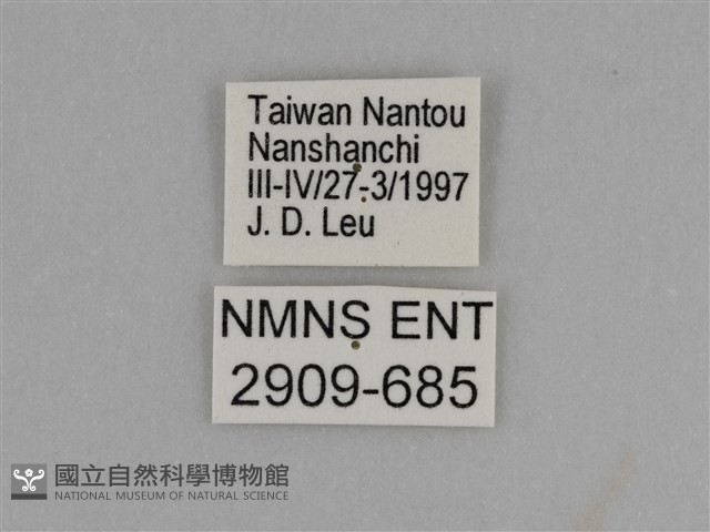 臺灣絹蛺蝶藏品圖，第3張