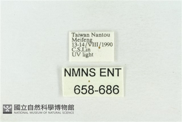 臺灣銀斑異波紋蛾藏品圖，第3張